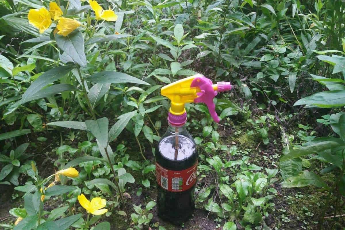 Toto je dôvod prečo v sezóne kupujem „Coca-Colu“ na litre, ale nedovolím ju nikomu piť: Zázrak na slizniaky, proti voškám a zachráni aj krušpány!!