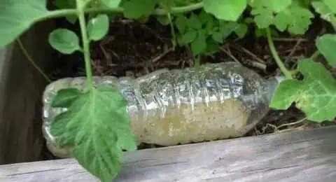 Jednoduchý spôsob, ako sa zbaviť mravcov v záhrade aj bez chemických postrekov: Stačí vám na to plastová fľaša, ktorú naplníte touto zmesou!