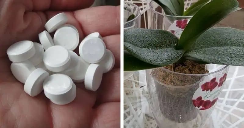Tieto PILULKY má v lekárničke každý a dokážu zachrániť každú orchideu: Neprestáva nahadzovať puky!
