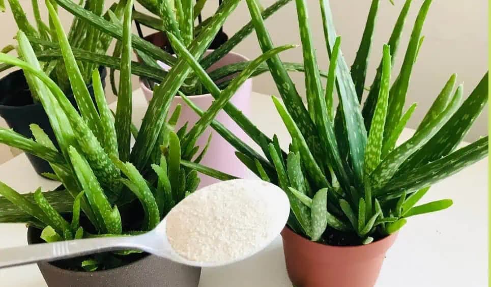 Starostlivosť o aloe vera a jej množenie: Vďaka tejto výžive bude bujne rásť a bude mať veľa nových zdravých výhonkov!