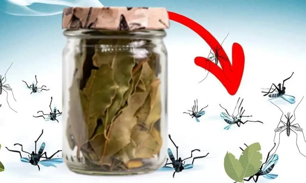 V mojom dome nie sú žiadne KOMÁRE ani muchy: LEN to položte do izby a do hodiny máte pokoj!