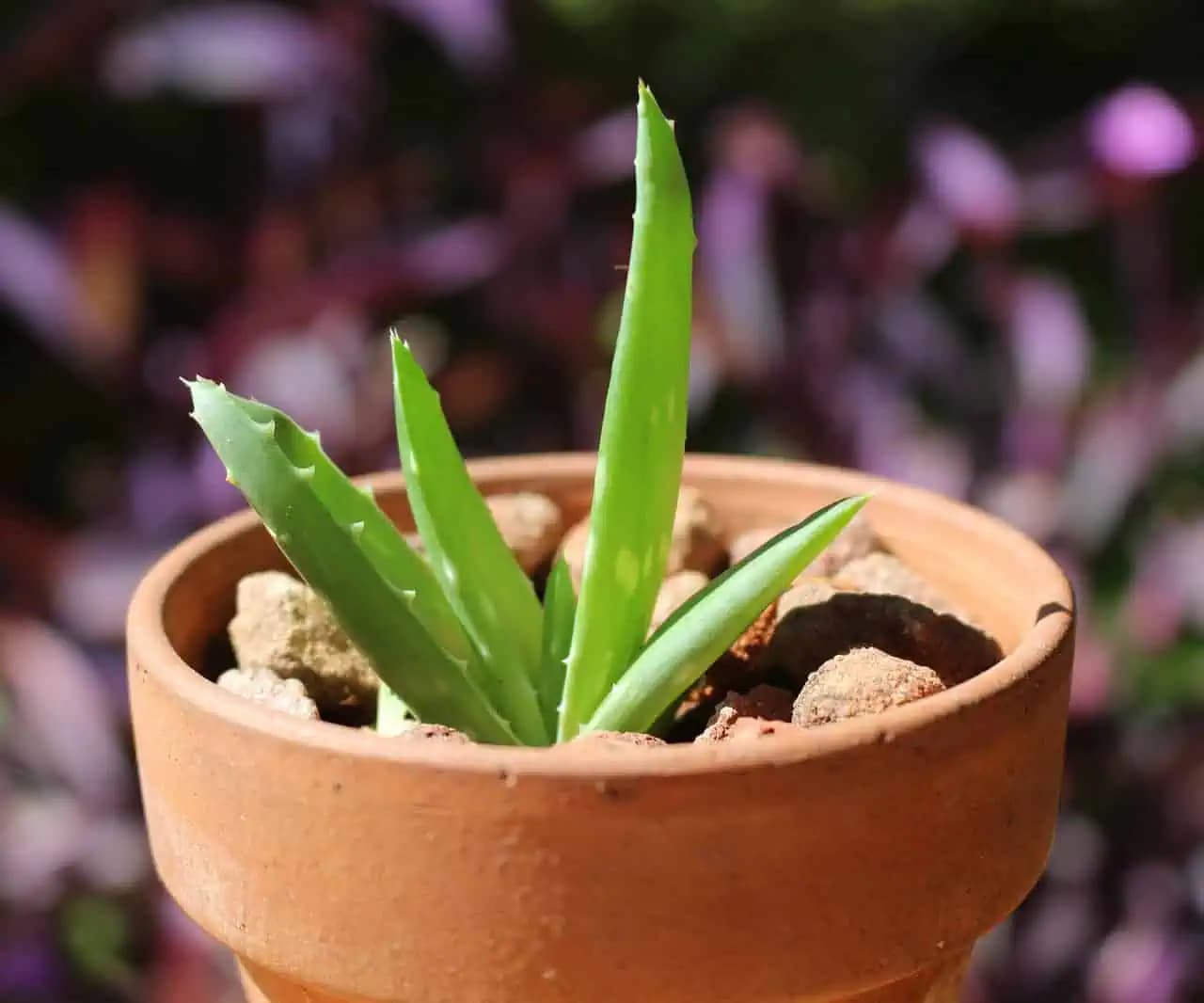 Len málokto vie o tejto účinnej výžive pre aloe vera: Rastie po nej ako besná a vyháňa veľa nových výhonkov!