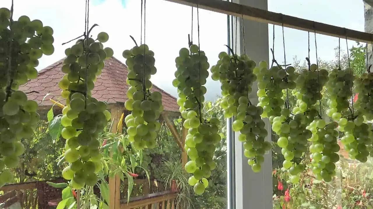 Pestovateľ ukázal TRIK, uskladniť strapce hrozna ČERSTVÉ až do Vianoc: Bude úplne ako čerstvo odtrhnuté!