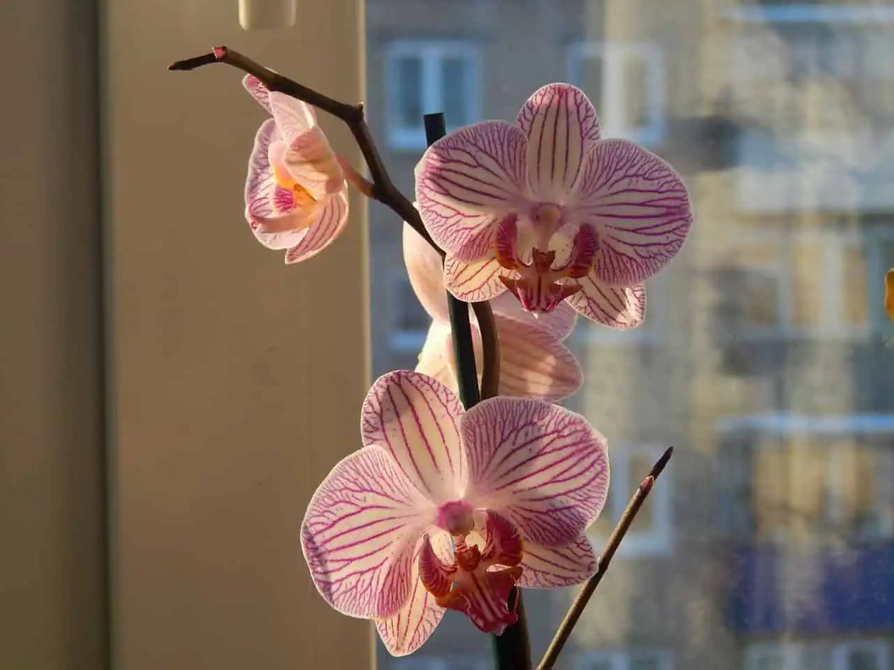 Pridajte pár kvapiek do vody a týmto roztokom zalejte vašu orchideu: Prekvapí vás, ako rýchlo rozkvitne!