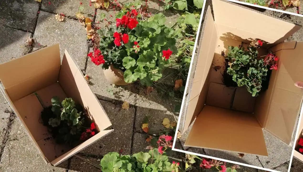 Konečne viem, ako prezimovať MUŠKÁTY, aby boli na jar dokonale krásne: Najjednoduchšia metóda BEZ ROBOTY!