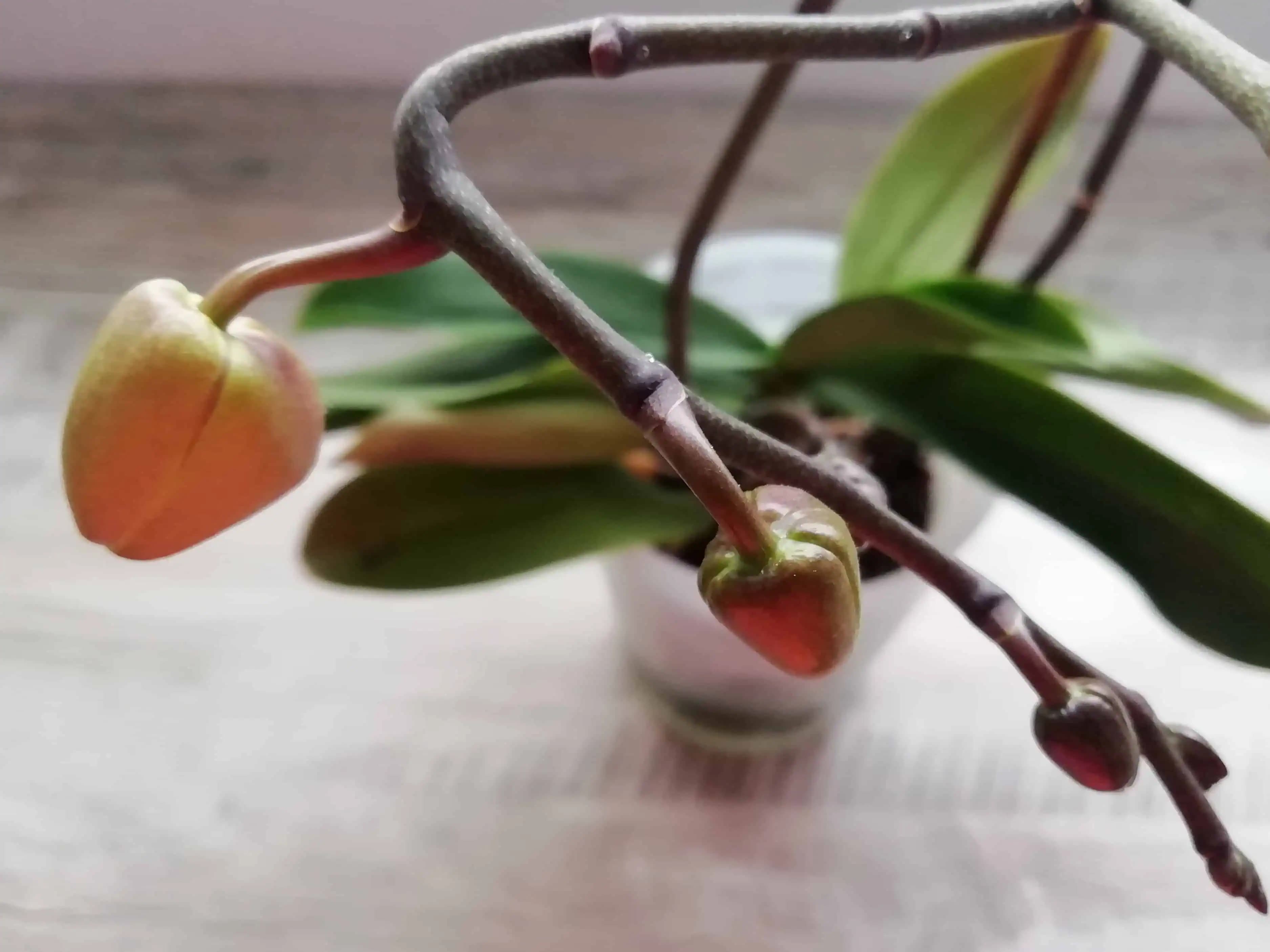 Pripravte si toto prírodné tekuté hnojivo: Vaša orchidea sa zmení doslova pred očami, je ešte krajšia, dlhšie kvitne a má silné zdravé korene!