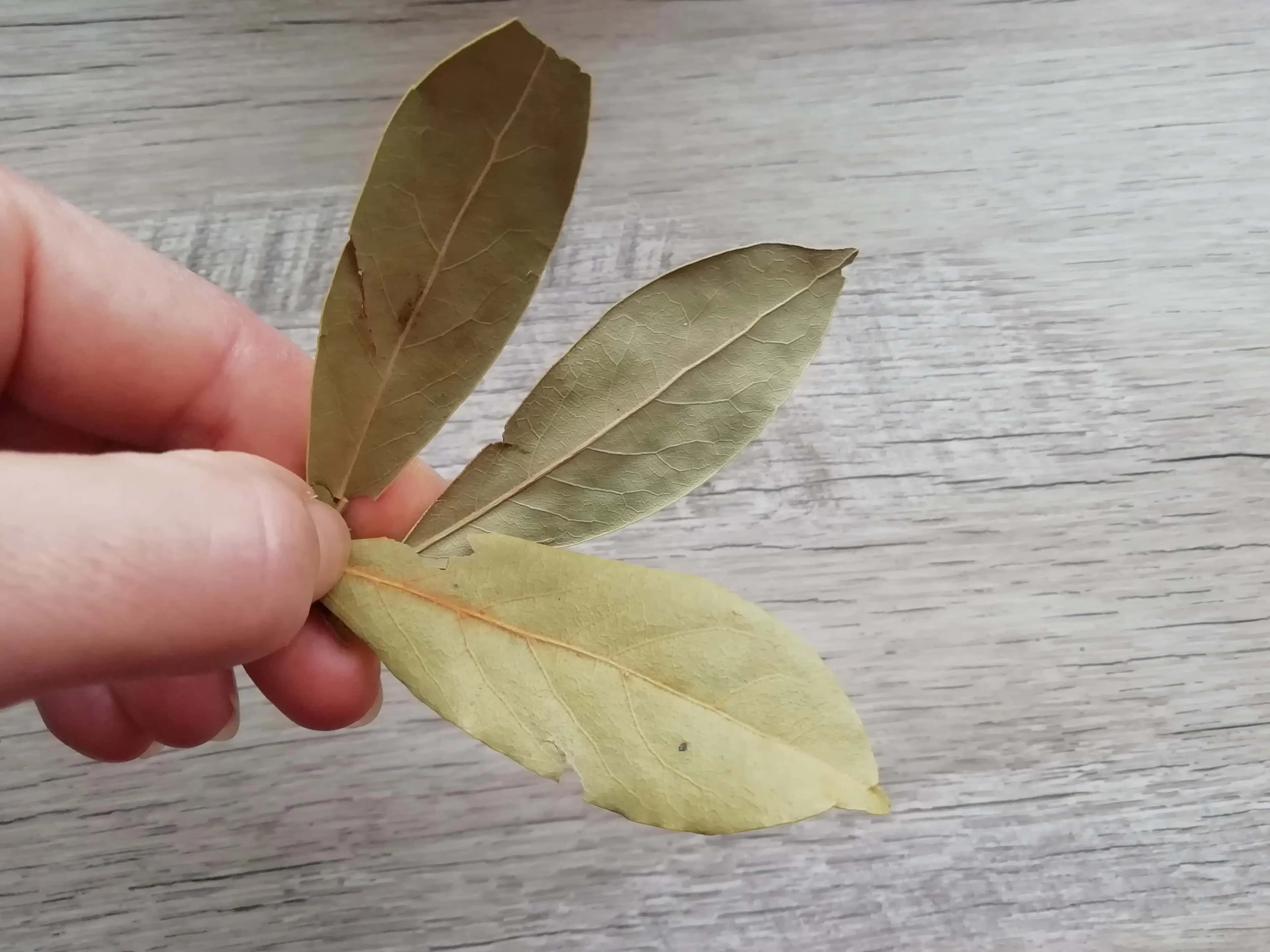 ZÁZRAČNÉ prírodné hnojivo na PRIESADY paradajok a papriky: Rastliny silnejú a plodia 5-krát dlhšie!