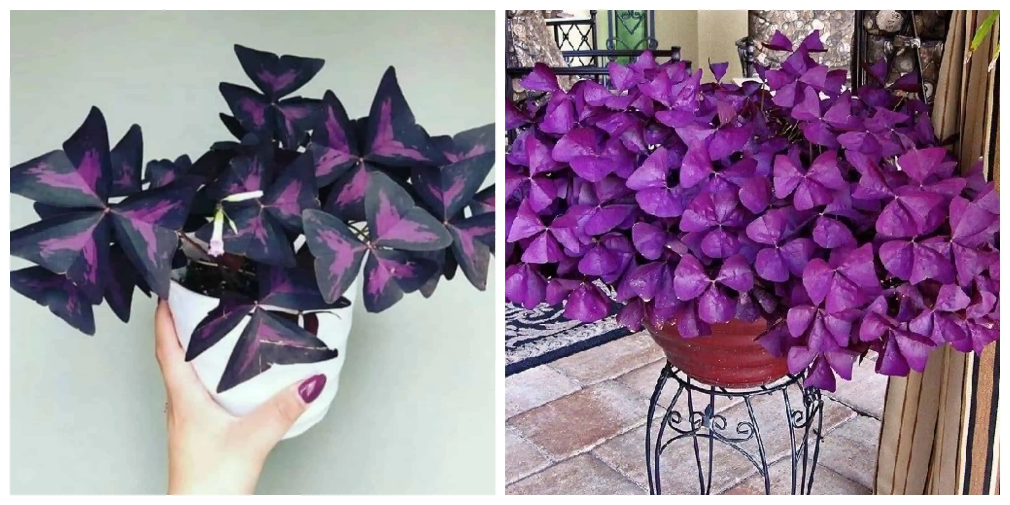 Oxalis (Rastlina šťastia): Dôvod, prečo by táto PRENÁDHERNÁ izbovka mala byť v každom jednom dome!