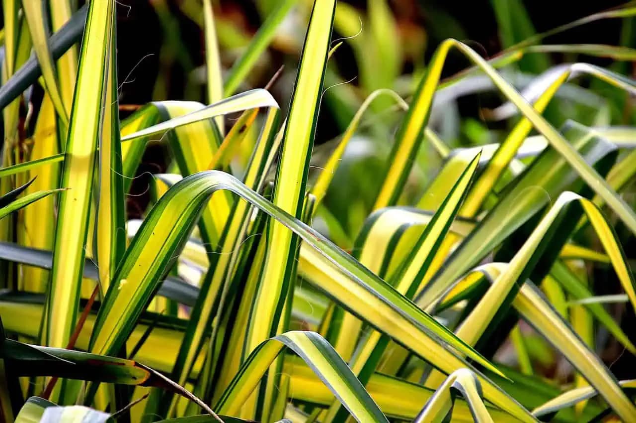 Táto rastlinka spestrí každý interiér a navyše má aj úžasné liečivé účinky!