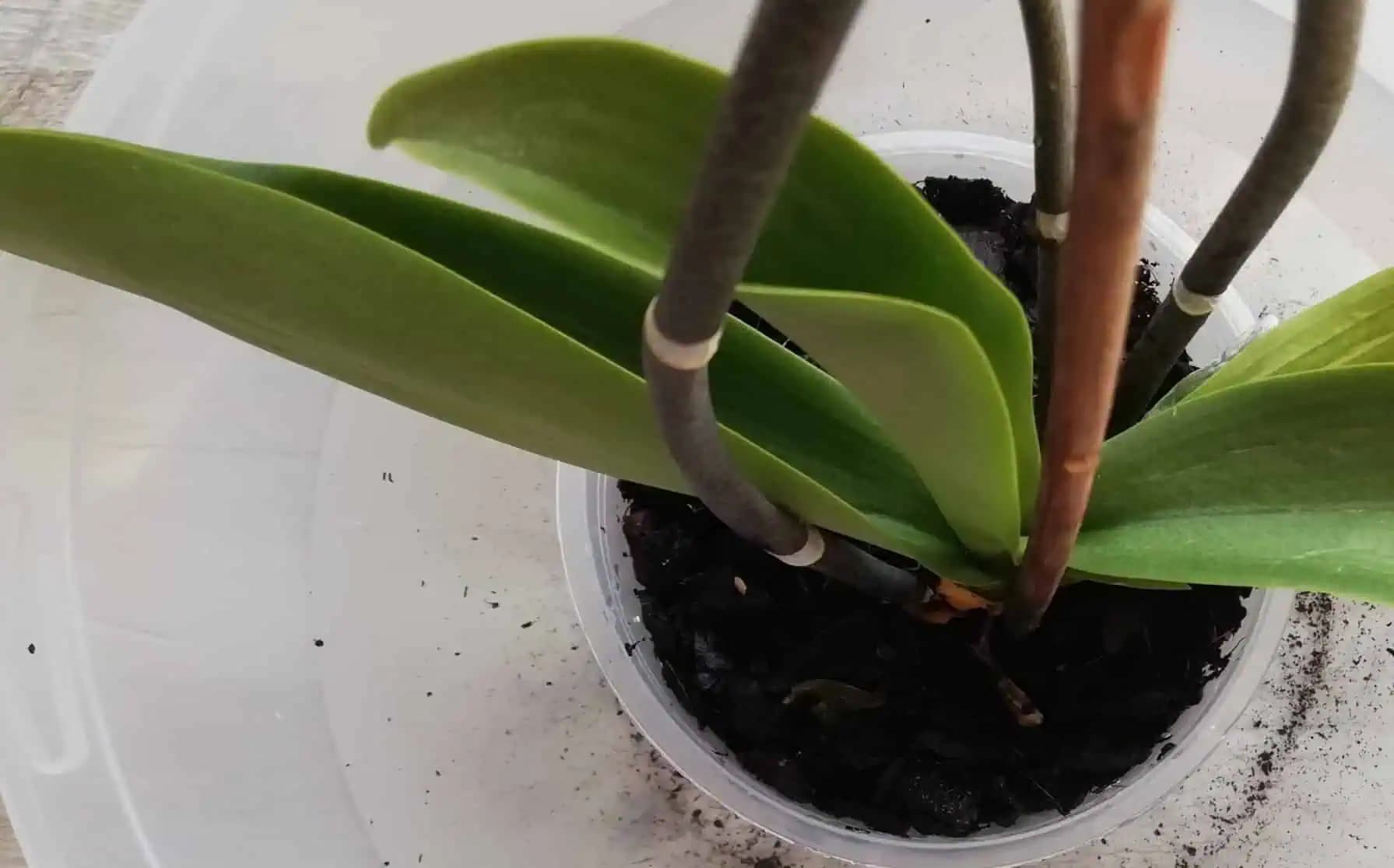 Nerobte túto chybu, lebo čoskoro vaša orchidea zahynie: Naučte sa, čo na ňu funguje!