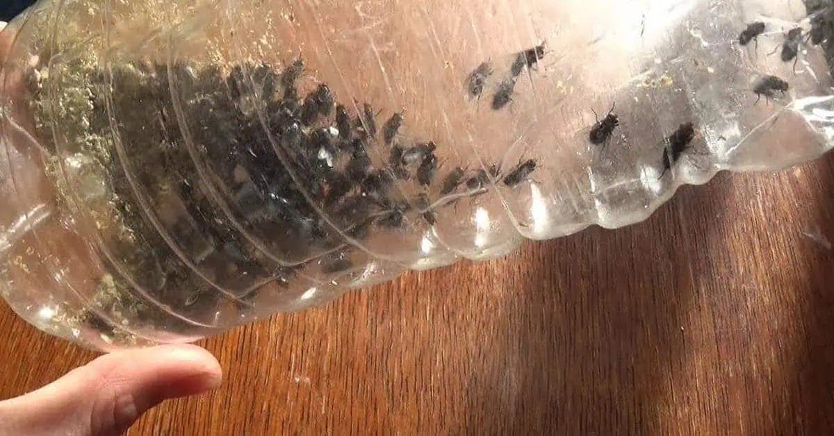 V dome viac nenájdete MUCHY: Babka mi poradila jednoduché domáce riešenie, ktoré ich NATRVALO vyženie (RECEPT)!