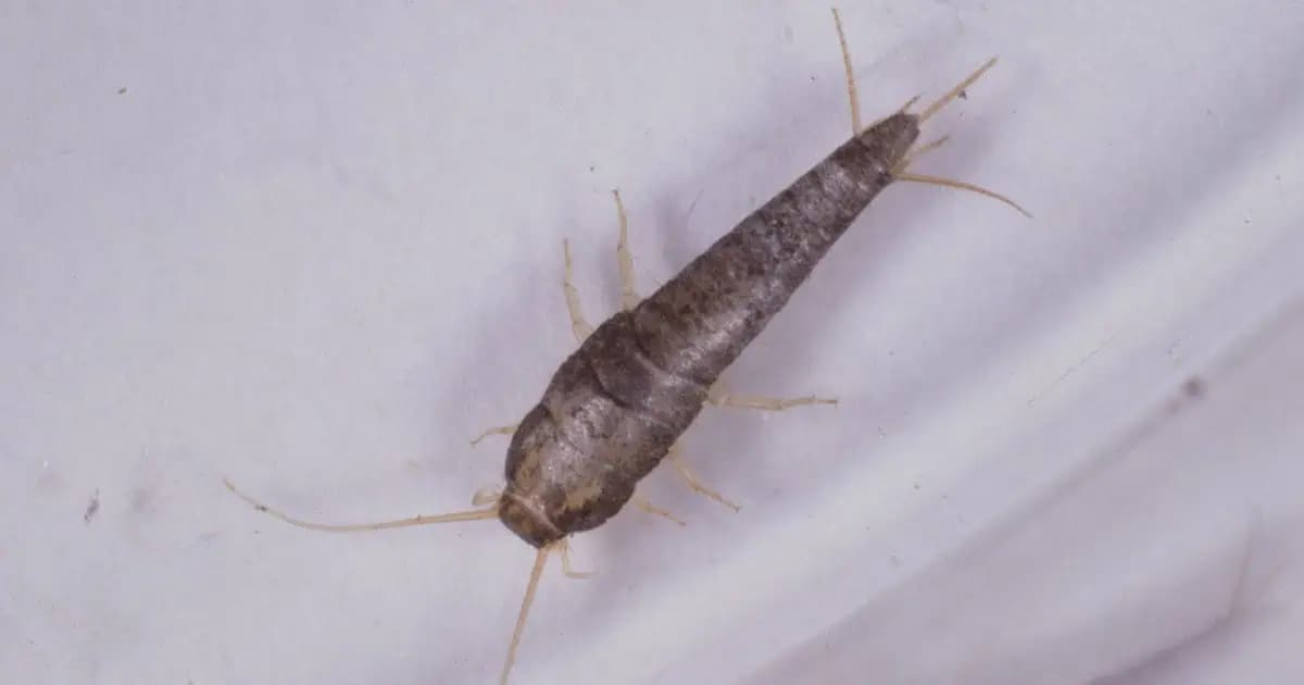 Ako sa NAVŽDY zbaviť rybeniek v kúpelni? Babkin TRIK funguje lepšie ako chémia – ZMIZLI hneď, nič iné už nehľadám!