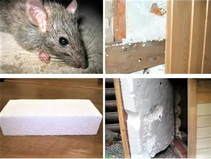 TRIK môjho deda, ako sa raz a navždy zbaviť myší a potkanov v pivnici aj na dvore: NIČ sa na to nechytá!