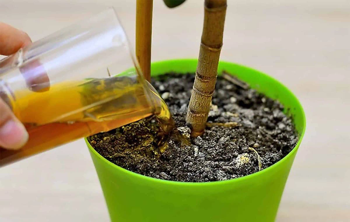 ORCHIDEA, LOPATKOVEC AJ VIANOČNÝ KAKTUS: HNEĎ im doprajte tento kŕmenie a budú kvitnúť ako divé!