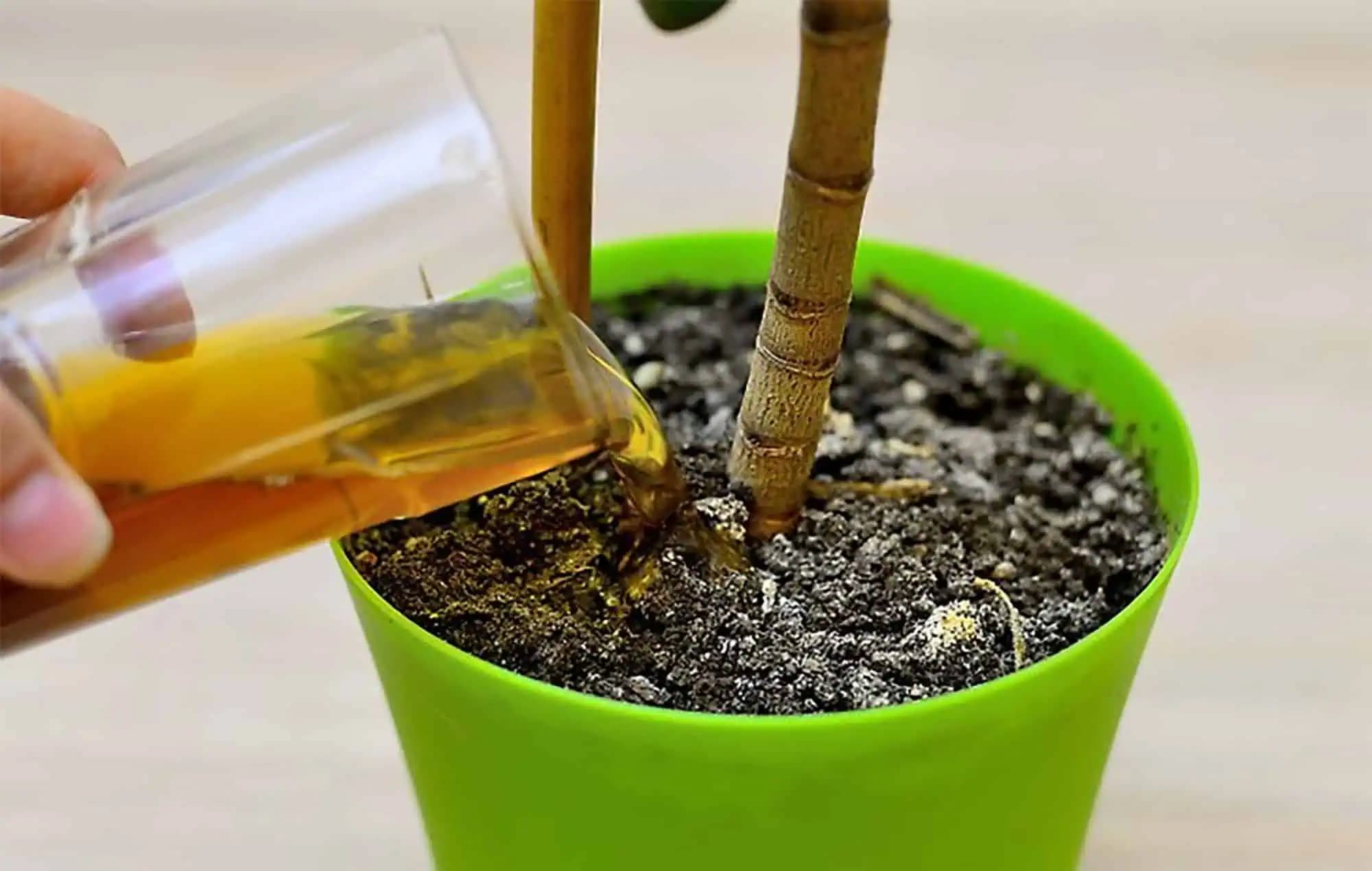 ORCHIDEA, LOPATKOVEC AJ VIANOČNÝ KAKTUS: HNEĎ im doprajte tento kŕmenie a budú kvitnúť ako divé!