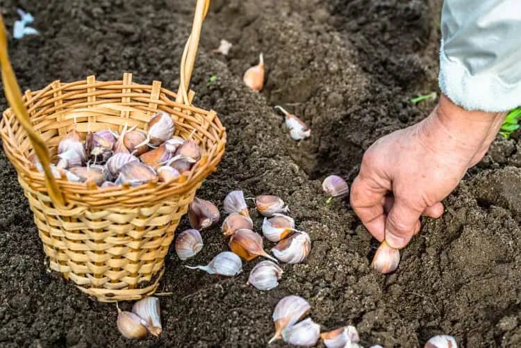 Zdvojnásobte svoju úrodu cesnaku: Vysaďte ho na jeseň a na jar budete zbierať krásne veľké hlavy!