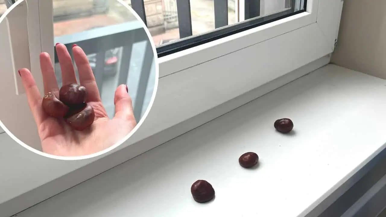 Moja stará mama dáva na parapet obyčajné GAŠTANY: Odstránia tento PROBLÉM u vás doma!