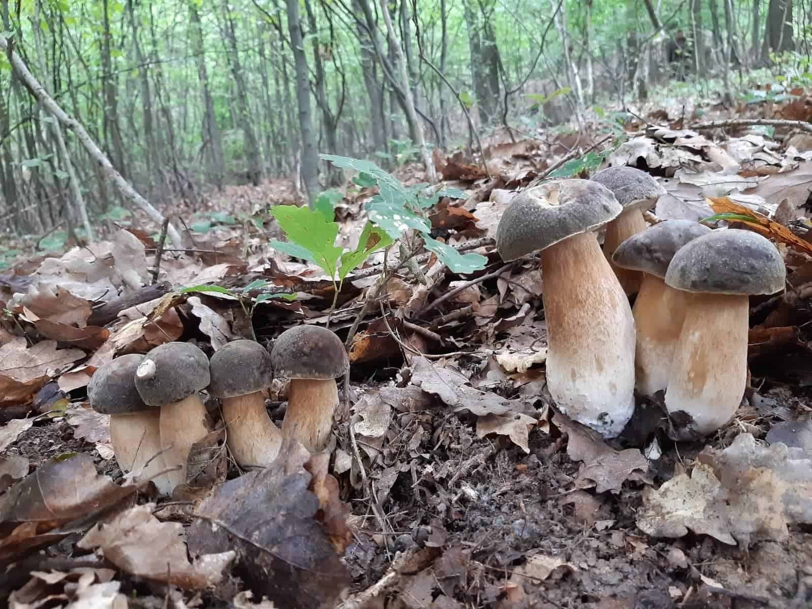 Naučte sa správne mraziť huby: Vďaka tomuto postupu si dlhšie zachovajú skvelú chuť!