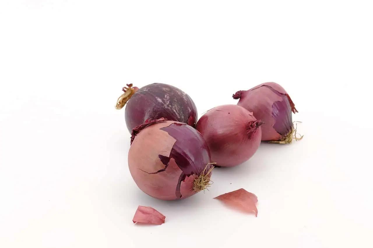 Skombinujte cibuľu so zubnou pastou a uvidíte, čo sa stane: Perfektná ochrana rastlín pred baktériami a plesňami!