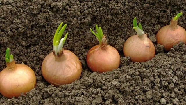 TOTO je dátum, kedy treba sadiť cibuľu: Saďte ju v TENTO DEŇ a úrody budete mať viac, ako po iné roky!