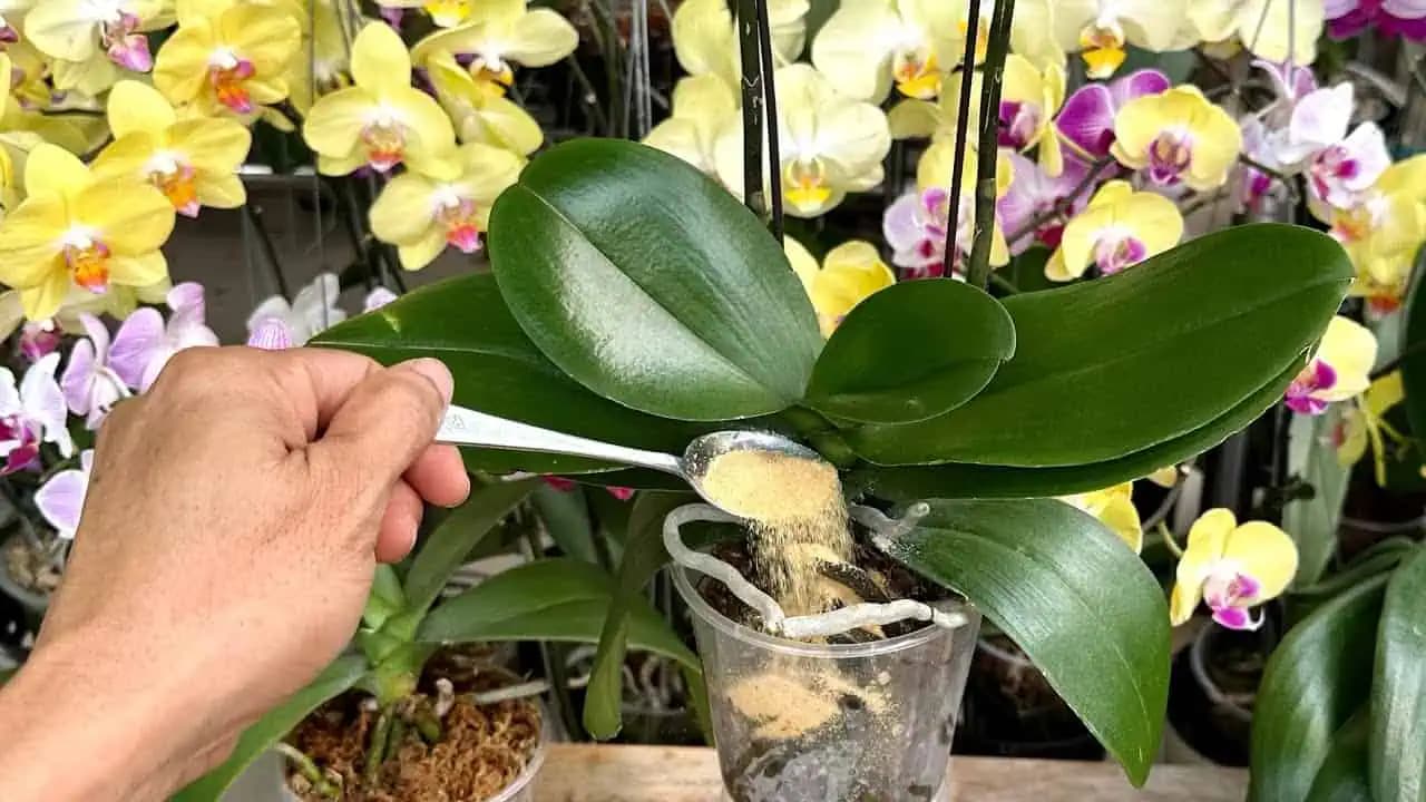 1 lyžička rovno do črepníka a ORCHIDEA kvitne skoro NONSTOP: Žiadna pleseň, choroby a kvetov mám 5x toľko!