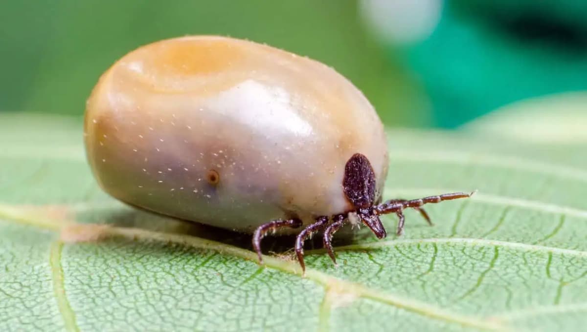Kliešte sa ho BOJA ako ohňa: Budete v bezpečí, pretože tento trik VŽDY funguje!