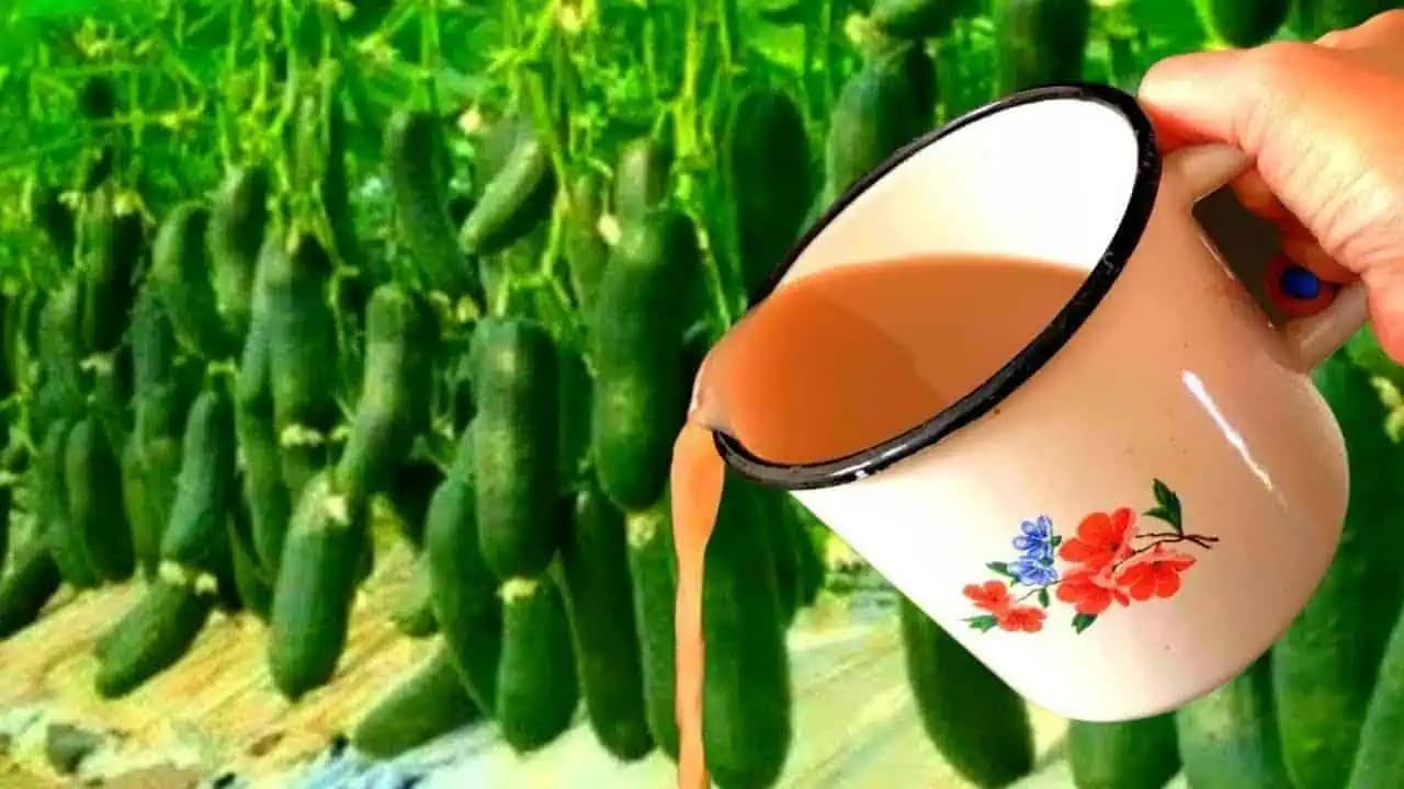 Zaliala som tým uhorky a do týždňa ZBIERAM 50 vedier: Týmto kŕmim uhorky počas leta!