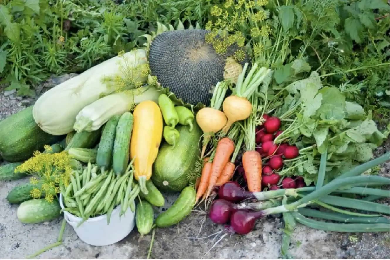 August v záhrade? Nezabudnite presvetľovať, rozmnožovať muškáty aj vysádzať neskorú zeleninu. Pôjde to aj bez okuliarov