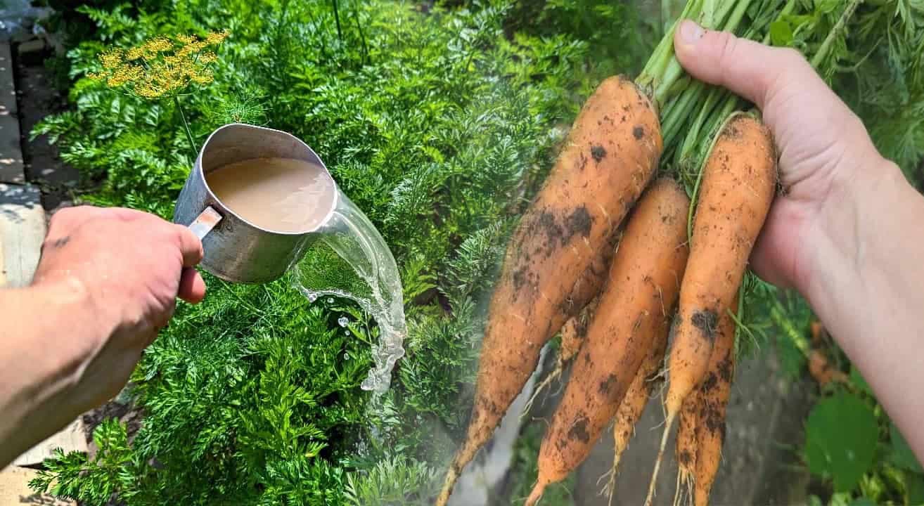 Mrkva bude veľká a sladká, ak ju ešte v AUGUSTE nakŕmite týmto osvedčeným zázrakom!