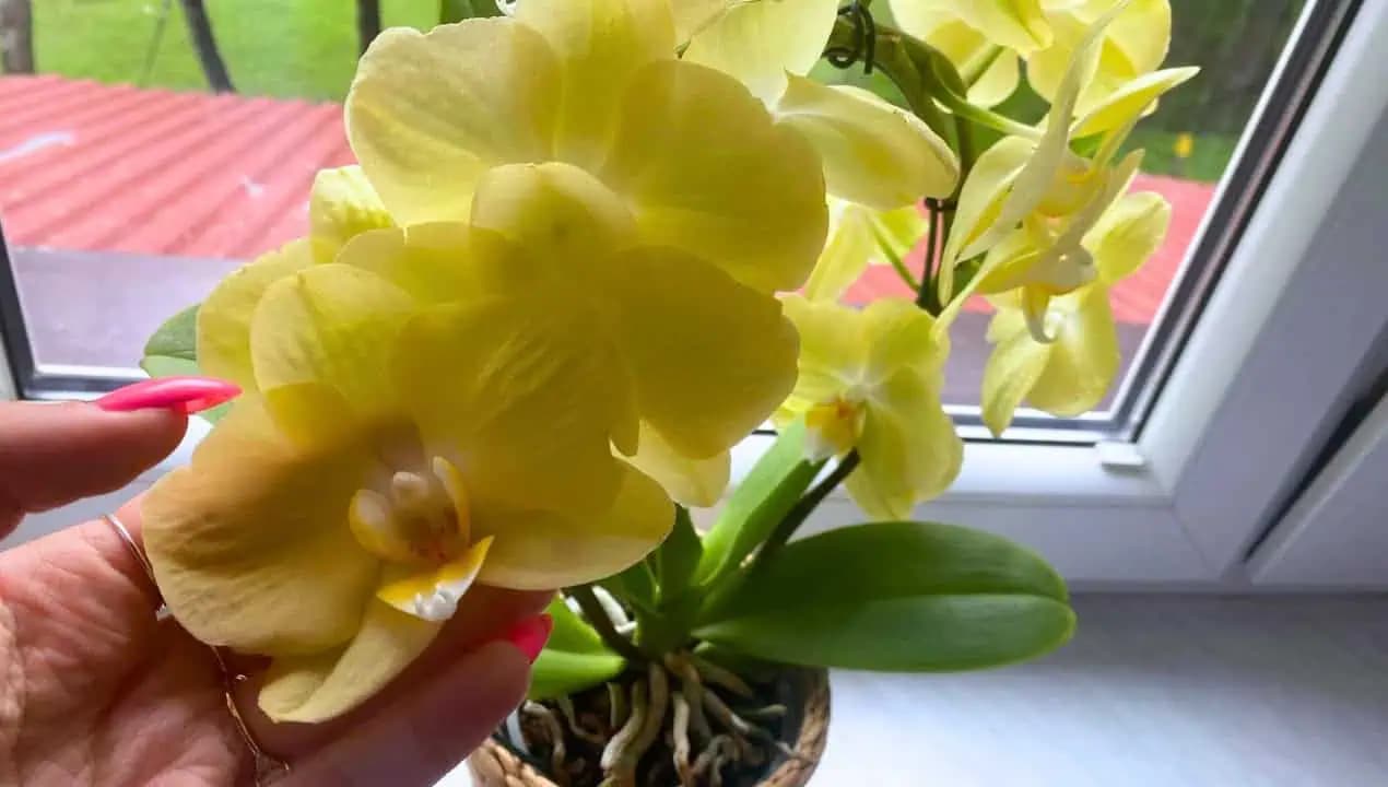 Nalejte trochu rovno do kvetináča a svoju ORCHIDEU nespoznáte: Tak veľa kvetov ešte NIKDY nemala!