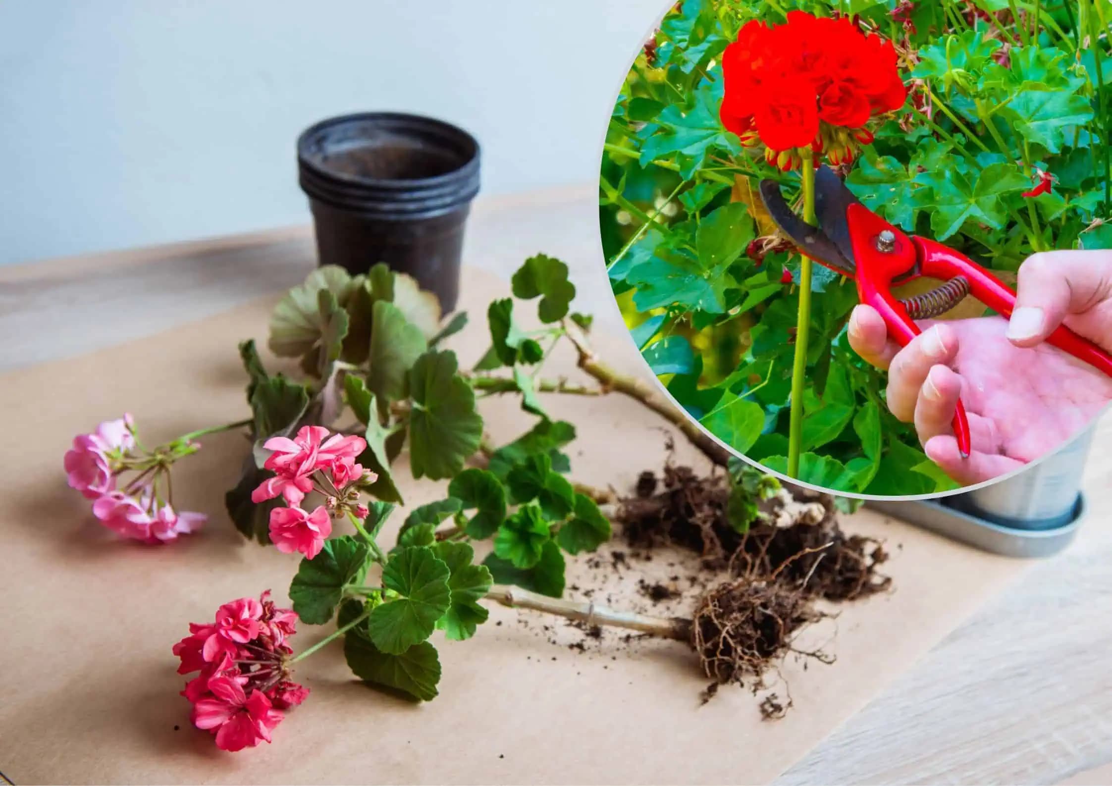 Bezúdržbové zazimovanie muškátov: V zime na ne môžete úplne zabudnúť, na jar budú prekrásne!