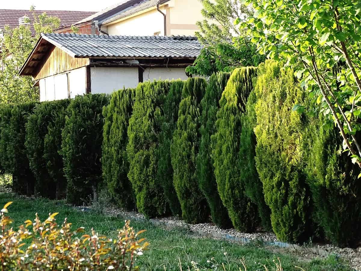 Ak chcete mať na záhrade TUJE ako z katalógu: Nakŕmte ich na jeseň týmto domácim hnojivom!