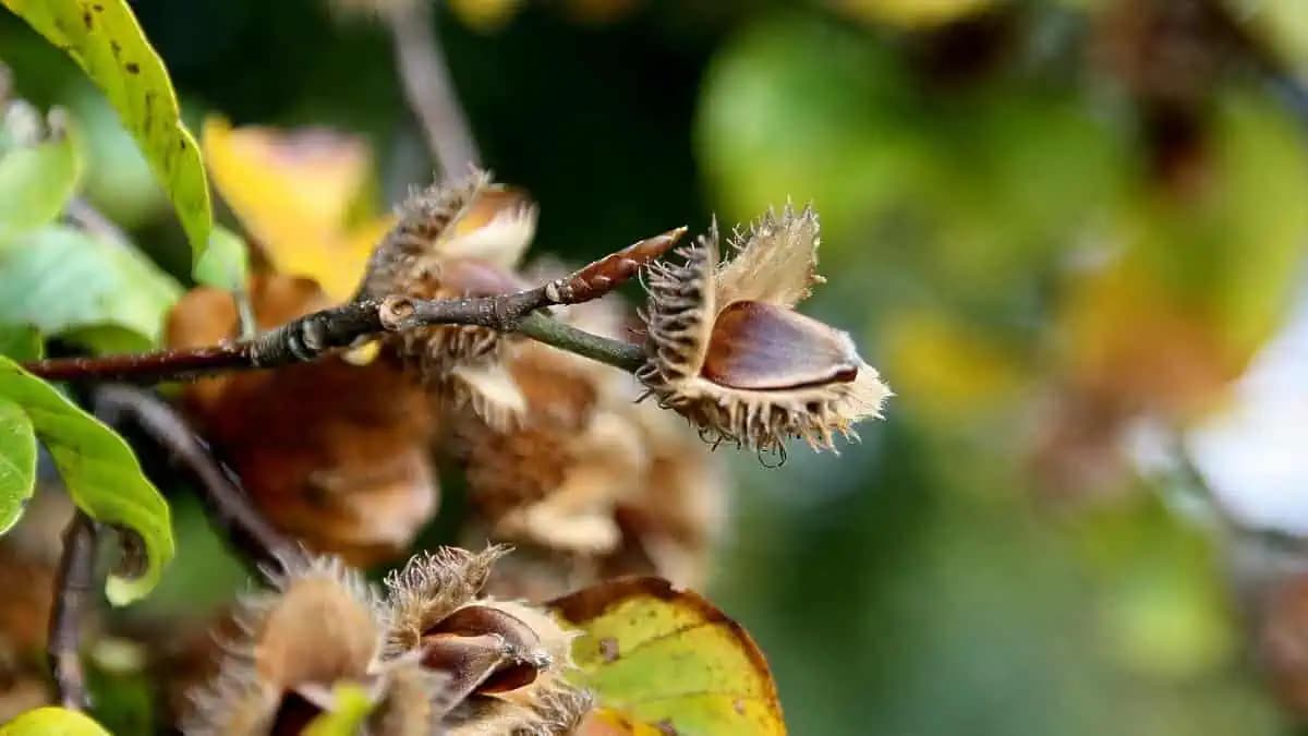 V lese na ne stúpame a pritom sú skutočným pokladom: Chutia ako lieskové oriešky!