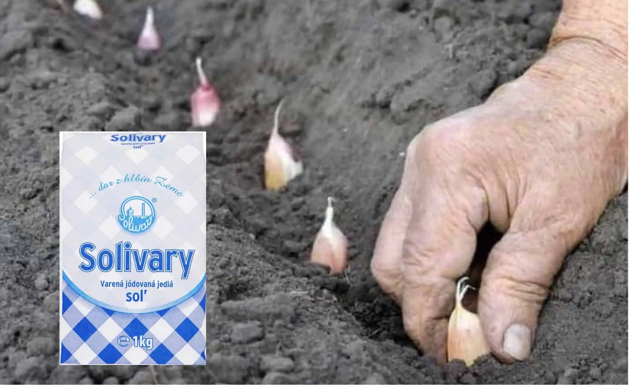 CESNAK PRED VYSADENÍM OSOĽTE! Starý trik pre veľké a zdravé hlávky!