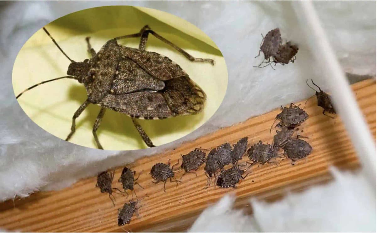 Smradľavé BZDOCHY sa tento rok premnožili a sú všade: Perfektný TRIK, ako sa ich zbaviť v byte, na balkóne aj terase!