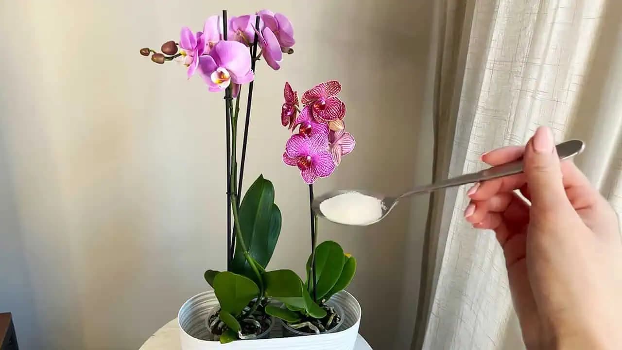 1 LYŽIČKA cukru je orchideu rovnaký zázrak ako antibiotikum: Rastlina na vyhodenie mi opäť bohato kvitne!