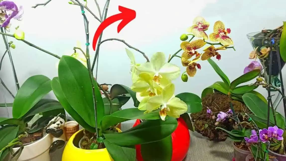 TAJOMSTVO, ako rozkvitnúť ORCHIDEU ako nikdy predtým: Mám ho od profesionálnej kvetinárky!