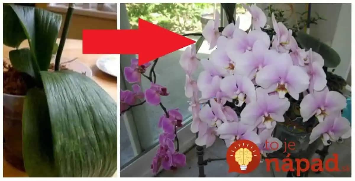 Pred pol rokom bola moja orchidea na vyhodenie: Spravila som túto NEZVYČAJNÚ vec a hneď nahodila puky – odvtedy mi kvitne nonstop!