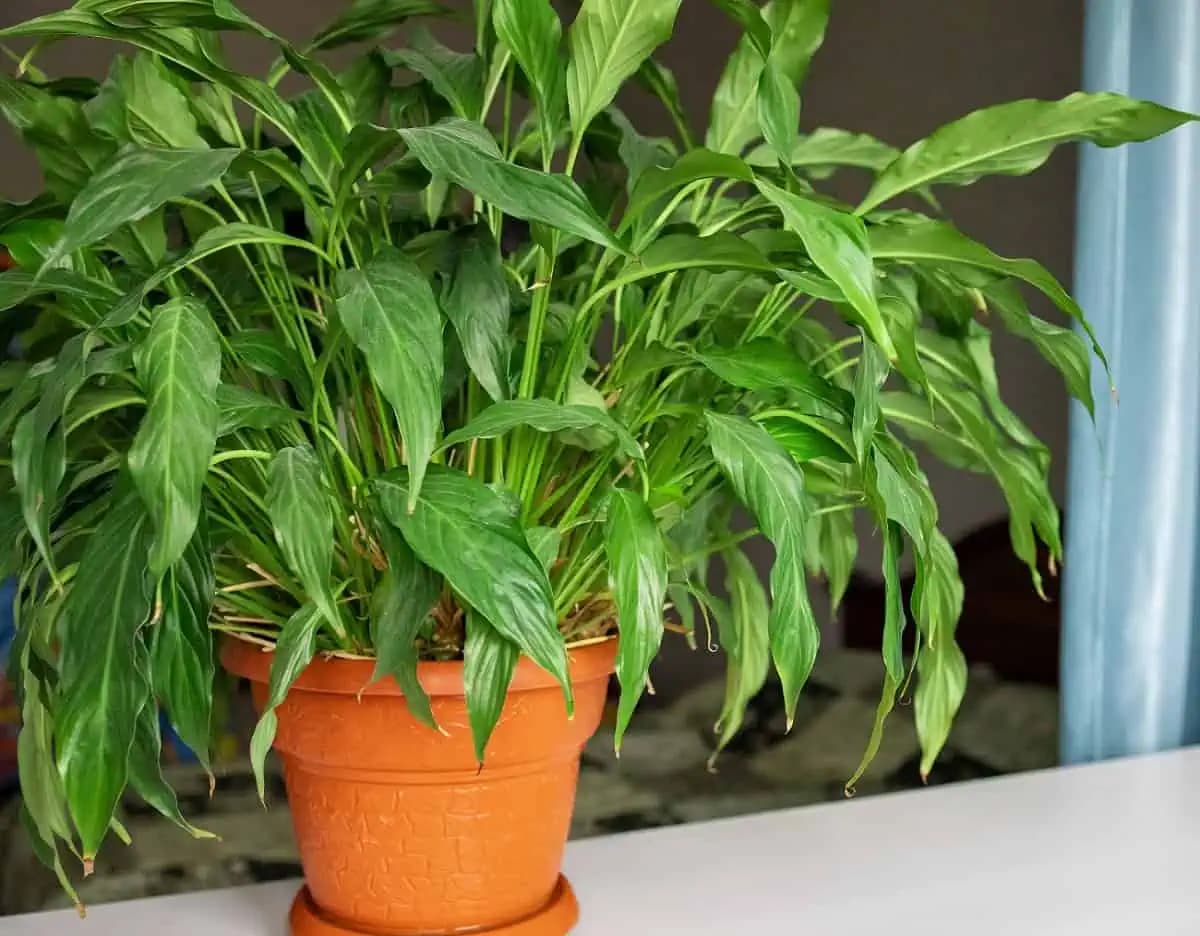 Hovorí sa, že táto rastlina priťahuje do domu lásku, šťastie, aj peniaze: Okrem toho je lopatovec aj perfektnou čističkou vzduchu!