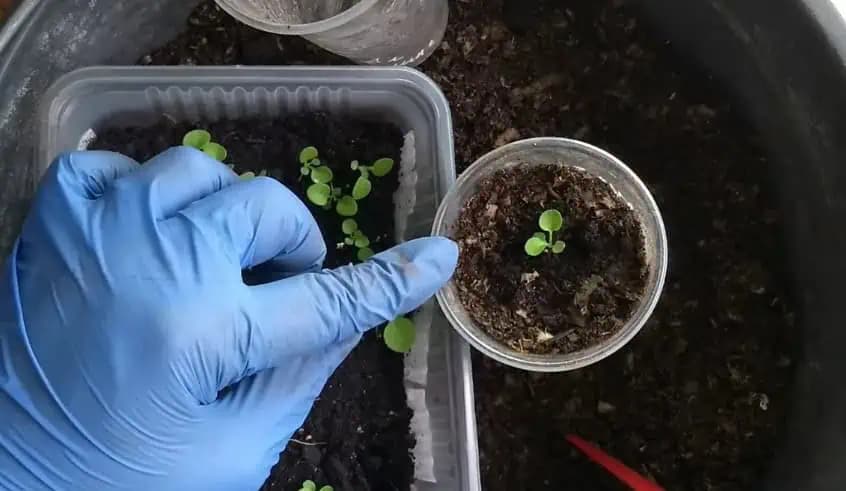 Záhradkári, toto si ULOŽTE: 12 druhov zeleniny, ktoré môžete skoro na jar vysievať ROVNO von do záhonov!