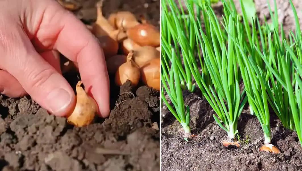 Pestovateľ ukázal 5 najčastejších chýb pri jarnom sadení CIBULE: Záhradkári, toto vás zbytočne pripraví o úrodu!