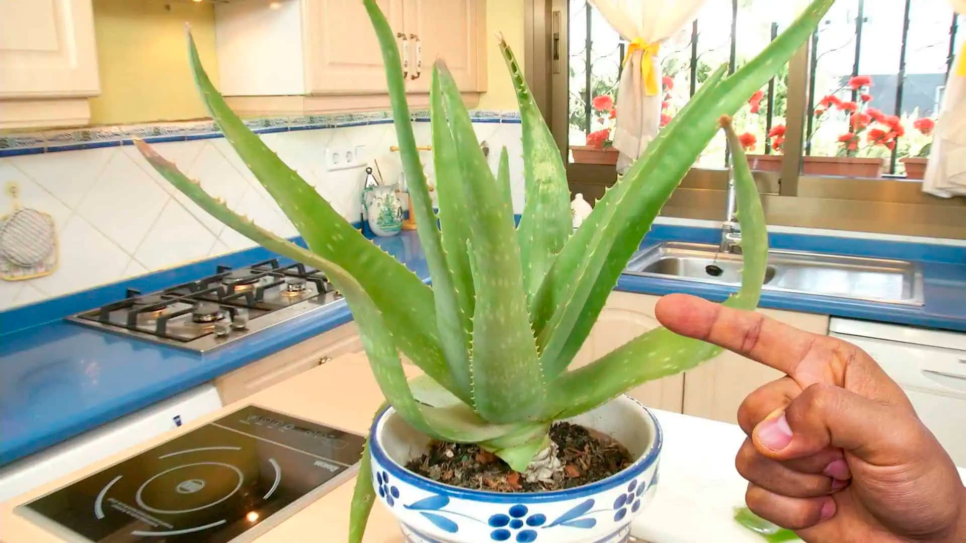 Viete, prečo musí byť aloe vera v KUCHYNI? Tajomstvo skúsených gazdiniek!