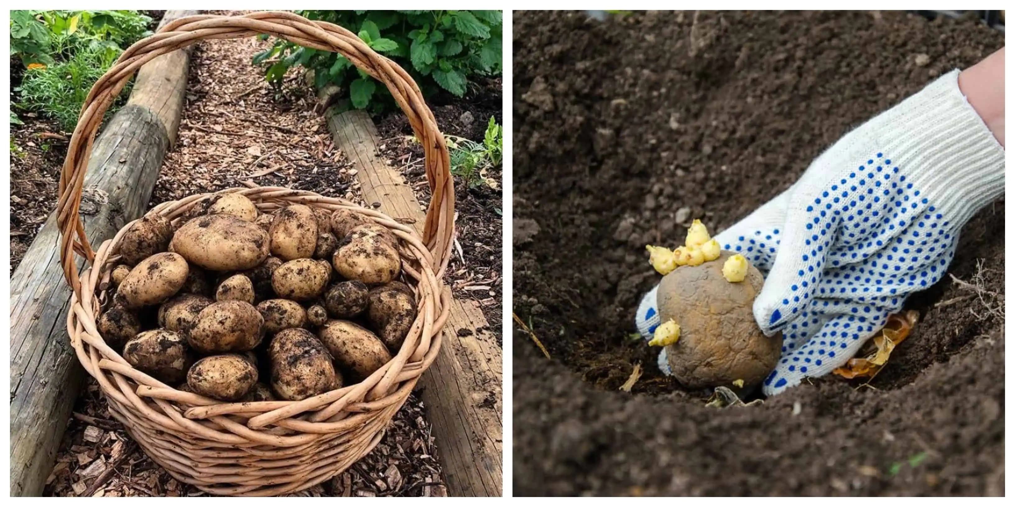 Najlepšia rada, ako na jar vysadiť ZEMIAKY v záhrade: Držte sa toho a bohatá úroda vás zaručene neminie!