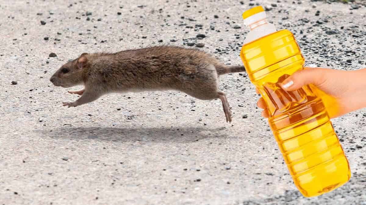 Pár kvapiek tohto produktu pomôže NATRVALO vyhnať myši z vášho domu: Dodržte TENTO postup!