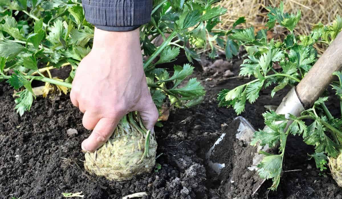 Spravte to hneď: Koreň zeleru bude mať veľkosť tekvice!
