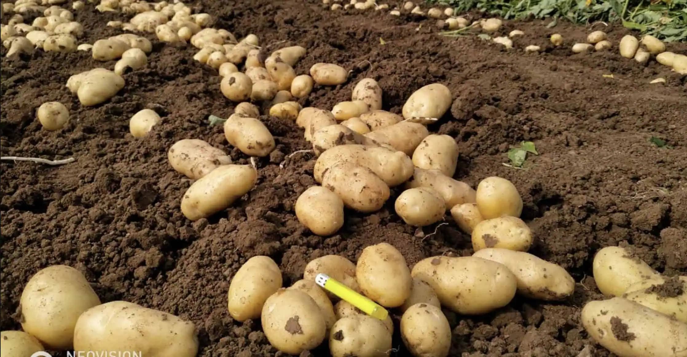 DVOJNÁSOBNÉ výnosy zemiakov: Pred zasadením to nevyhnutne pridajte do pôdy!