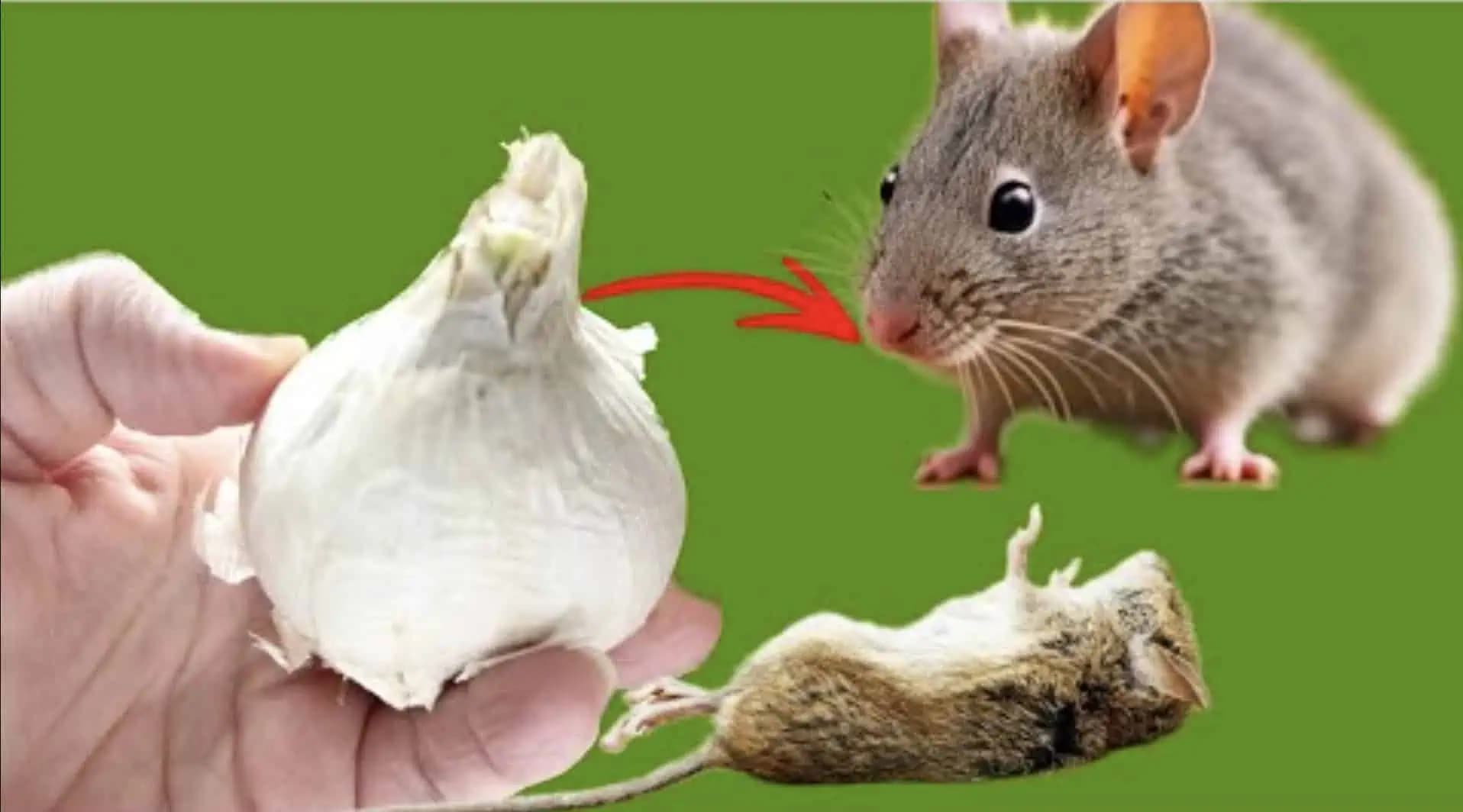 Absolútny likvidátor MYŠÍ: Domáci zázrak za pár drobných ich dostal z domu aj z pivnice – chémiu na to netreba!