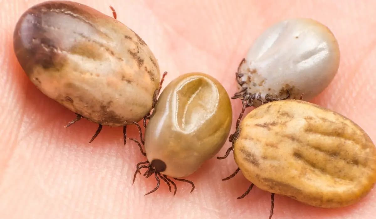 Kliešte priťahuje ako magnet. Radšej to hneď odstráňte zo svojej záhrady!