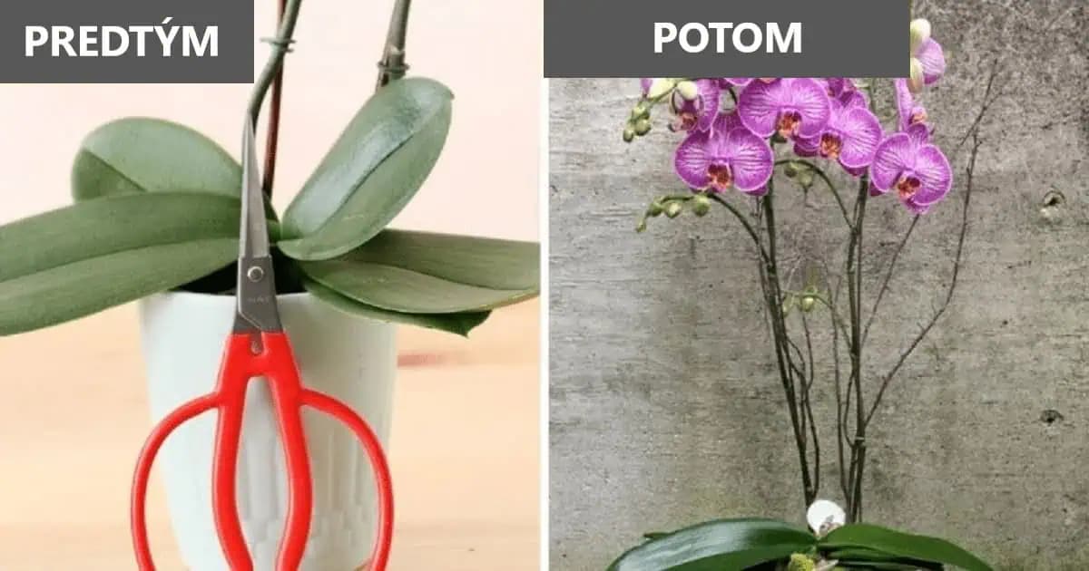 Orchidea miluje cukor a cesnak je pre ňu ako liek: 9 tajných trikov, ktoré prinútia kvitnúť každú orchideu!