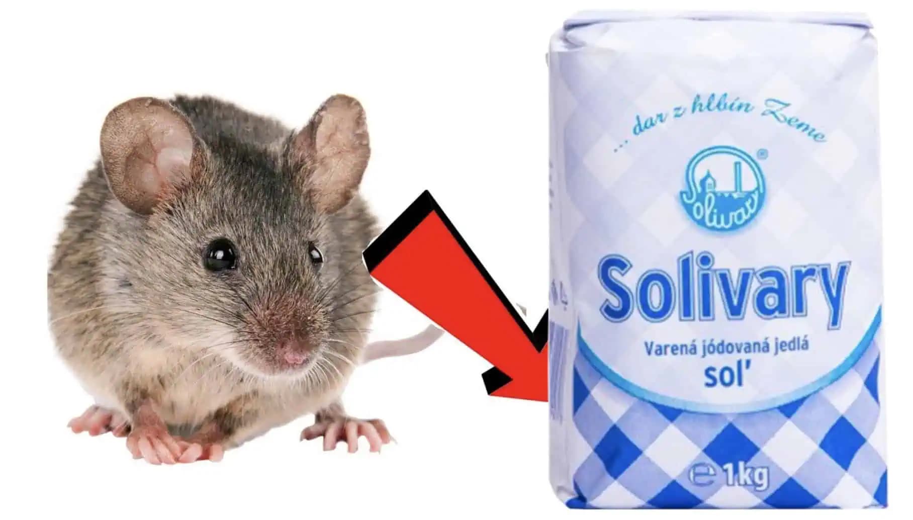 Zaručený domáci trik proti MYŠIAM: Stačí to dať do izby a nepotrebujem ani pasce, celý rok mám od hávedi pokoj!